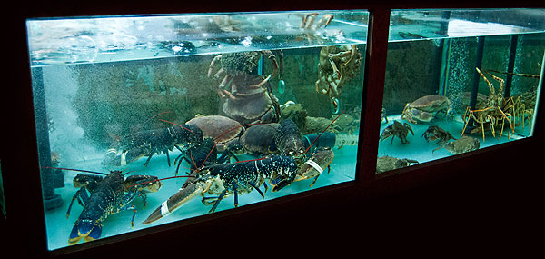 Acuario de marisco en el restaurante marisquería Cambados en Benavente