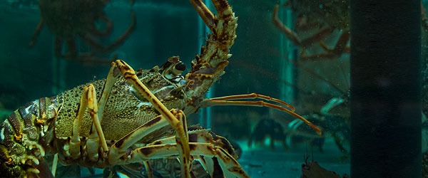 Acuario de marisco en el restaurante marisquería Cambados en Benavente